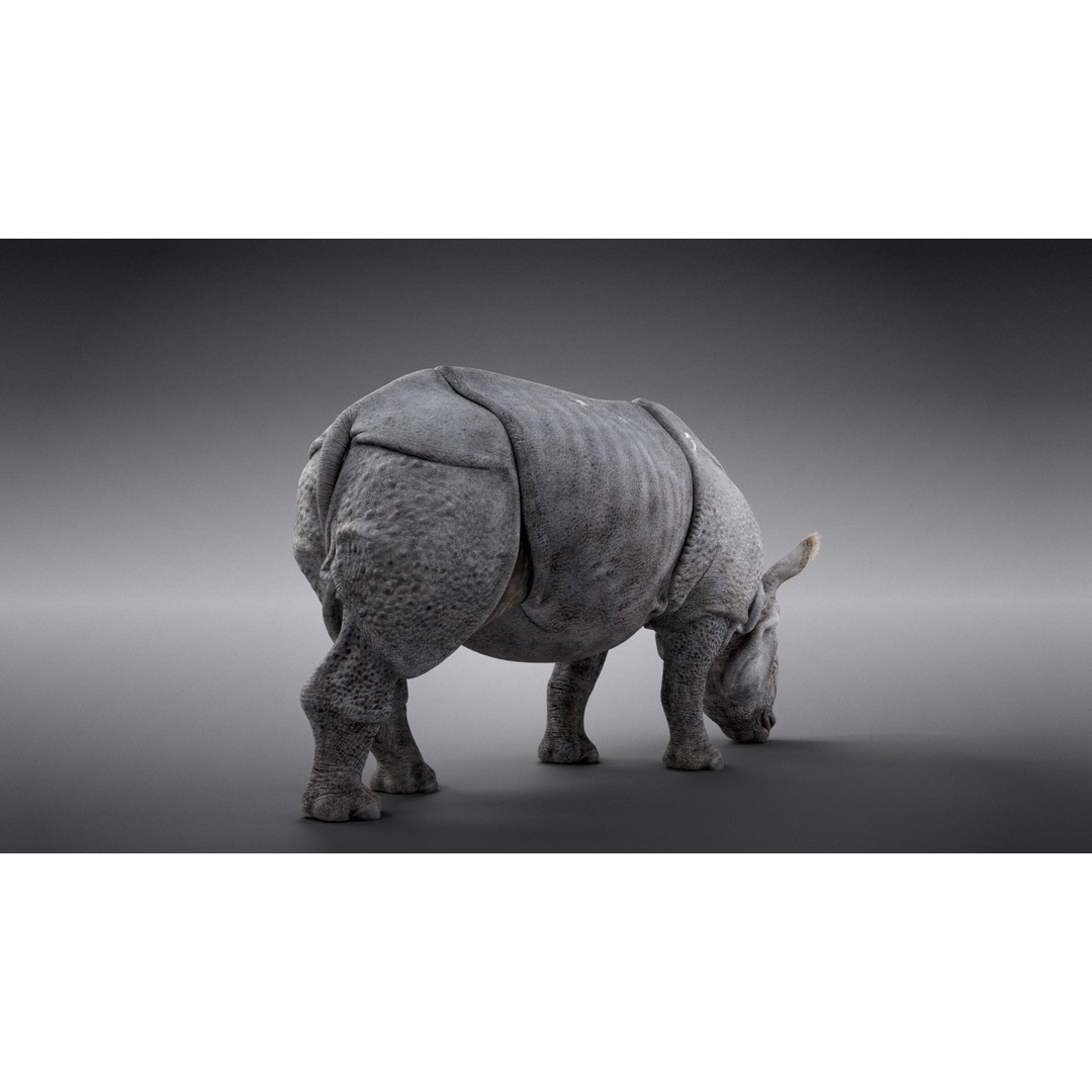 Indian Rhinoceros 3D Model – High Poly Rigged Animation, Blender - View 10