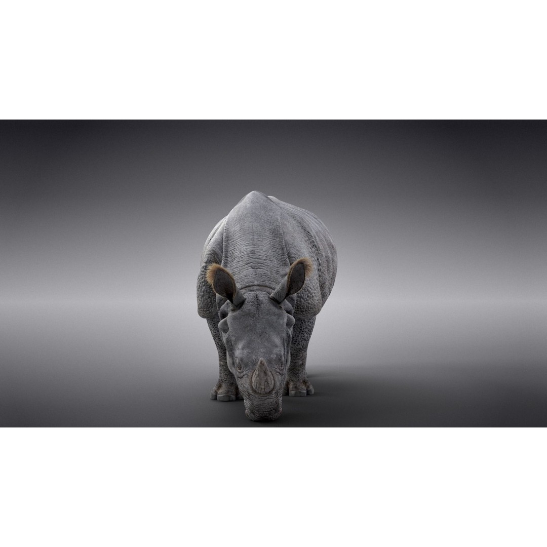 Indian Rhinoceros 3D Model – High Poly Rigged Animation, Blender - View 11