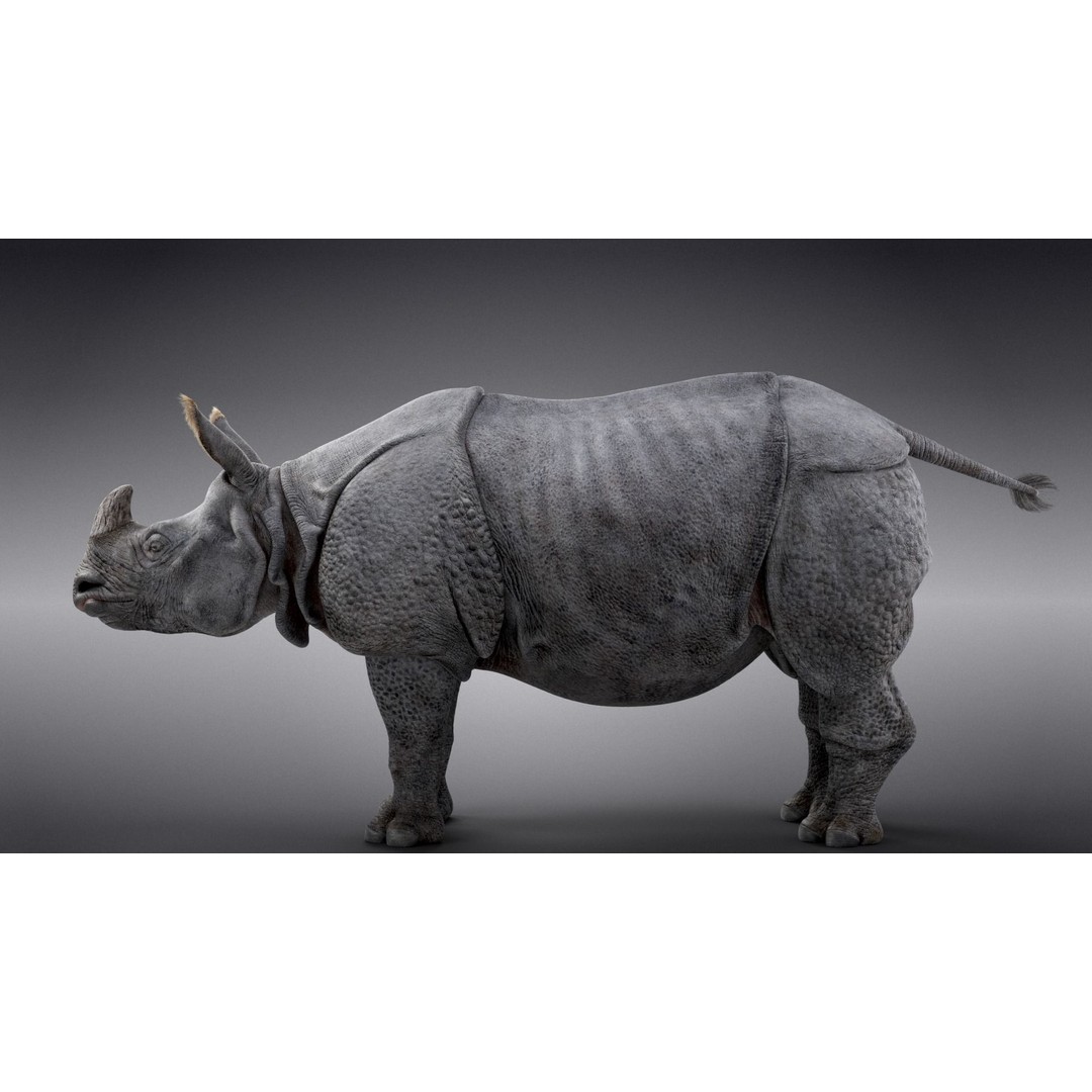 Indian Rhinoceros 3D Model – High Poly Rigged Animation, Blender - View 13
