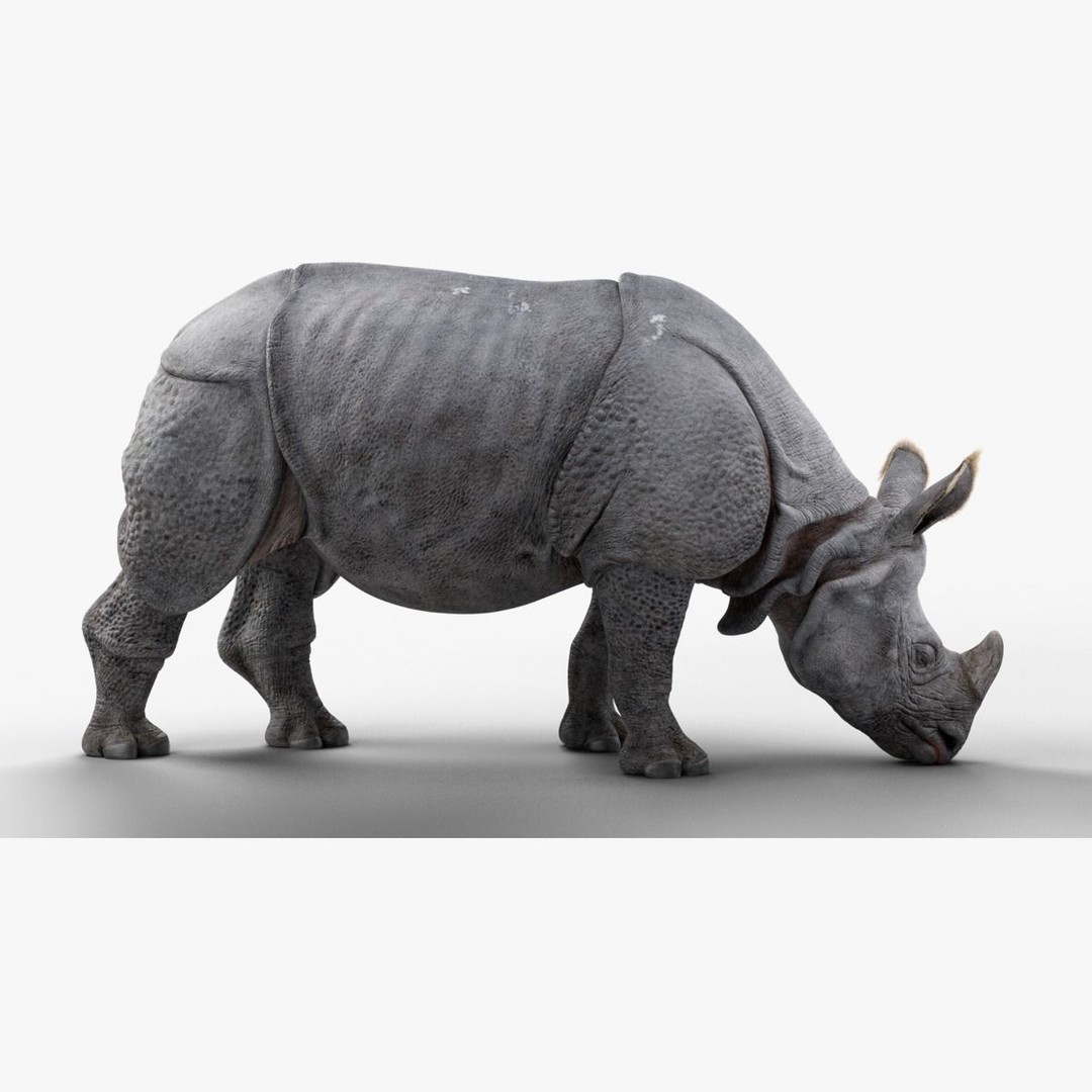 Indian Rhinoceros 3D Model – High Poly Rigged Animation, Blender - View 7