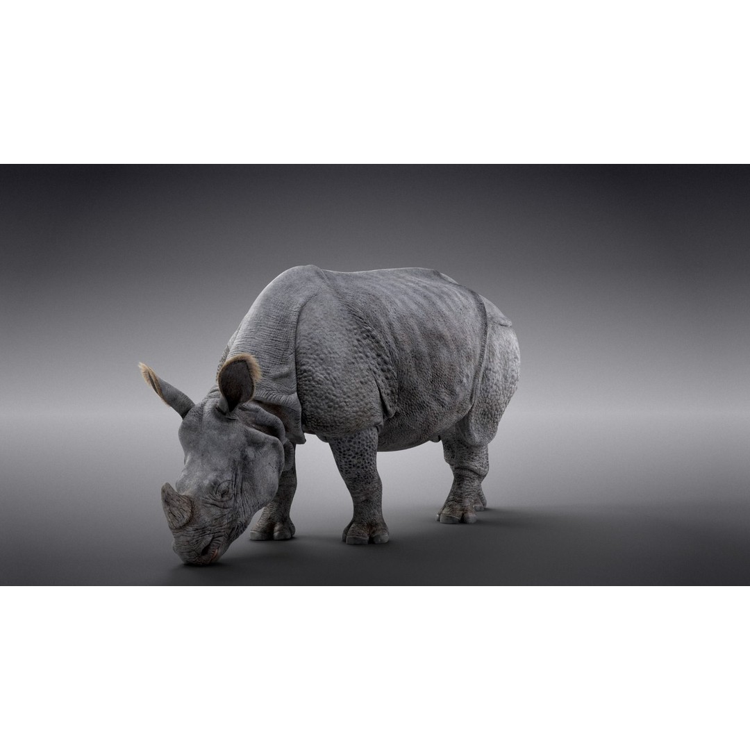 Indian Rhinoceros 3D Model – High Poly Rigged Animation, Blender - View 8