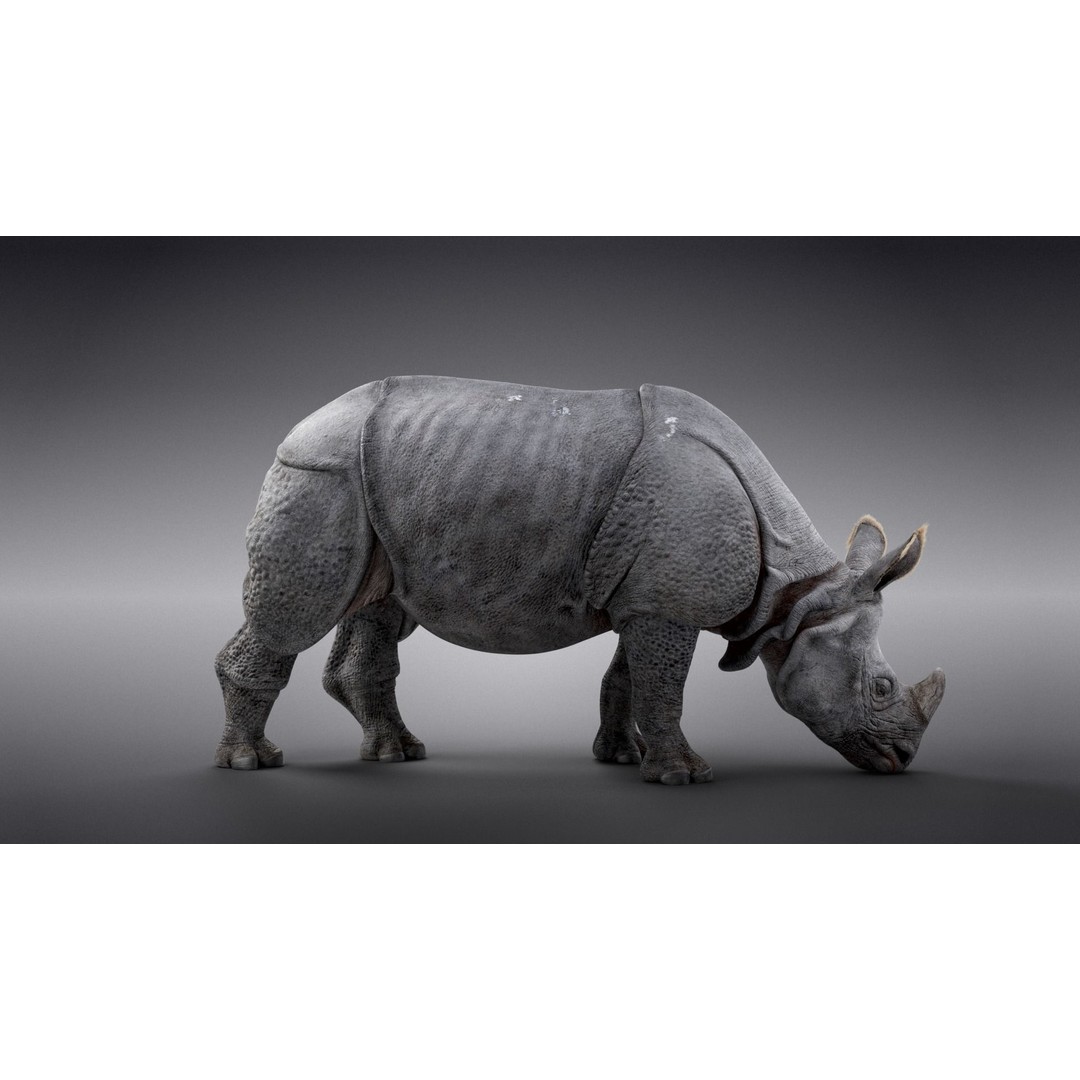 Indian Rhinoceros 3D Model – High Poly Rigged Animation, Blender - View 9