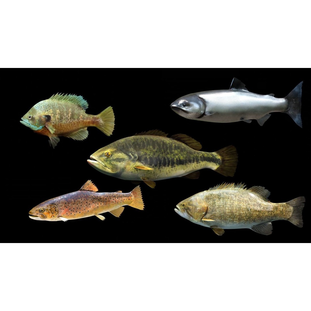 Animated Freshwater Fish 3D Model – Low Poly Game Ready, FBX, Blender
