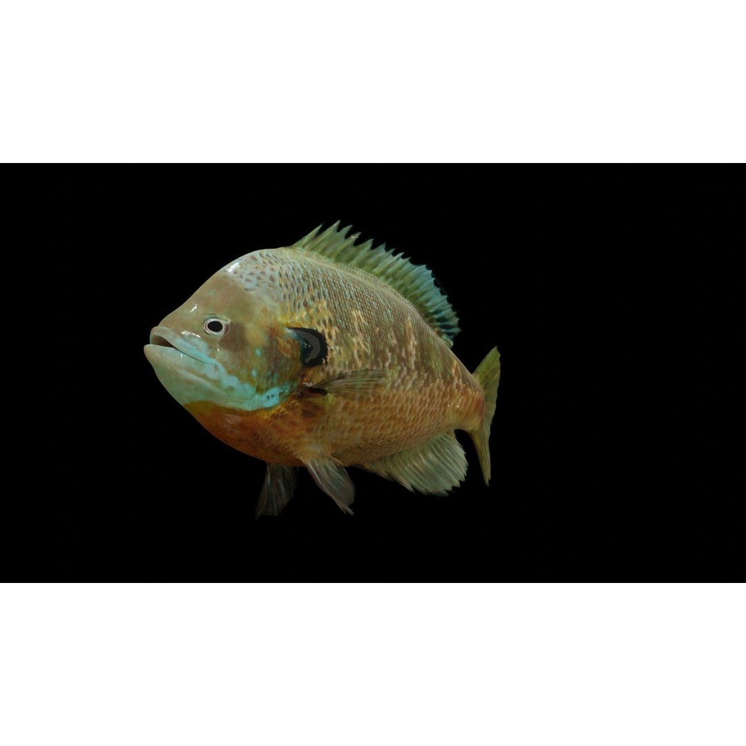 Animated Freshwater Fish 3D Model – Low Poly Game Ready, FBX, Blender - View 10