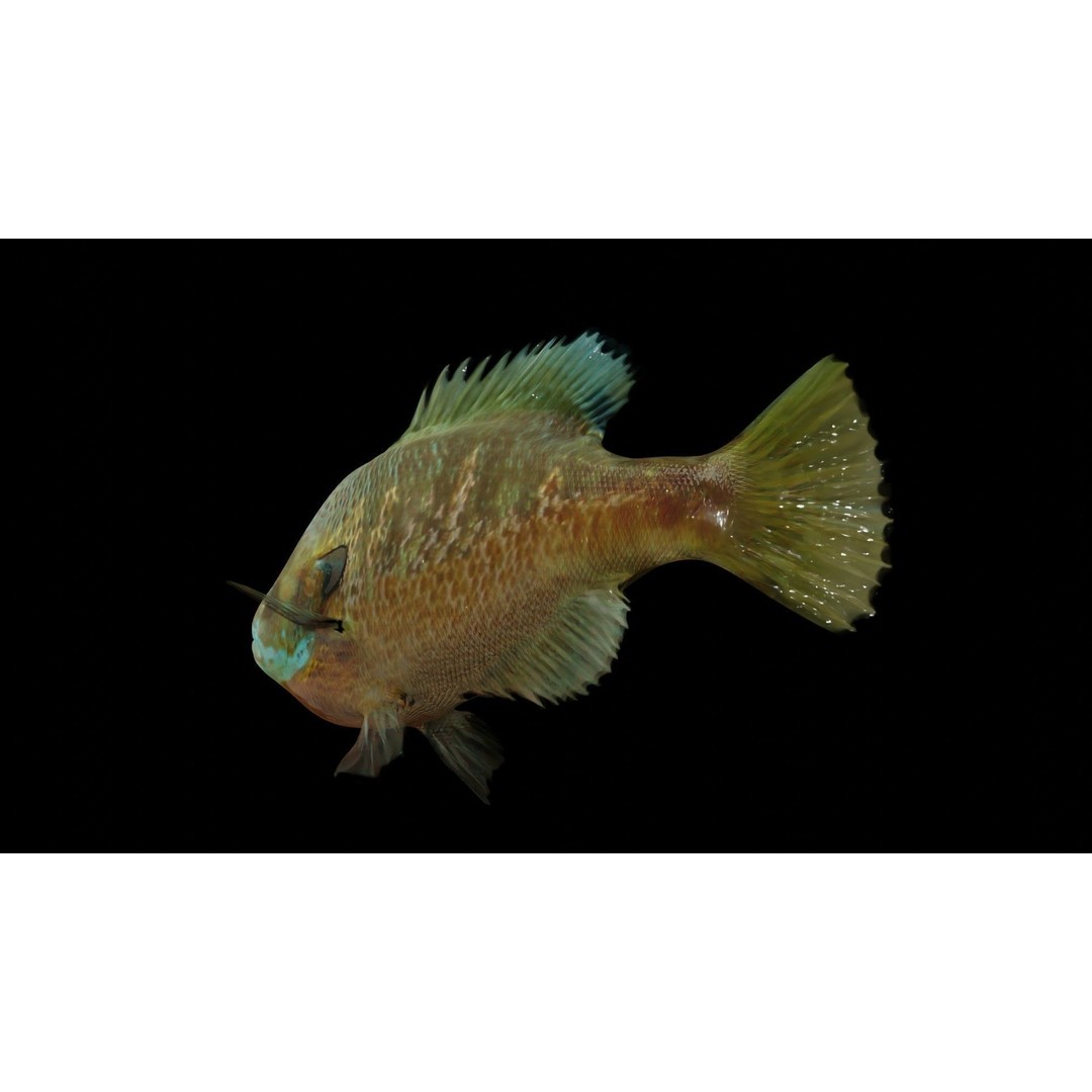 Animated Freshwater Fish 3D Model – Low Poly Game Ready, FBX, Blender - View 12