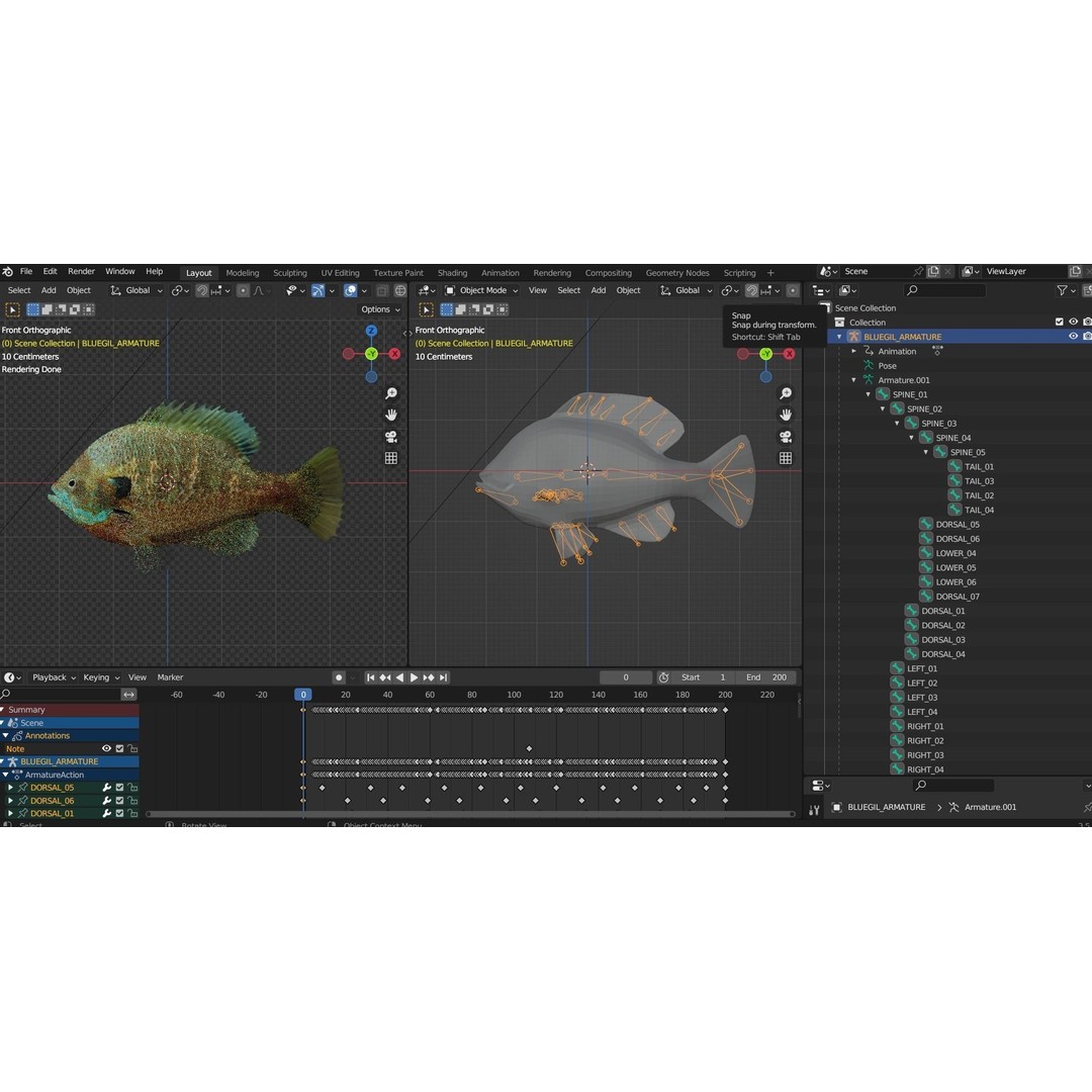 Animated Freshwater Fish 3D Model – Low Poly Game Ready, FBX, Blender - View 14