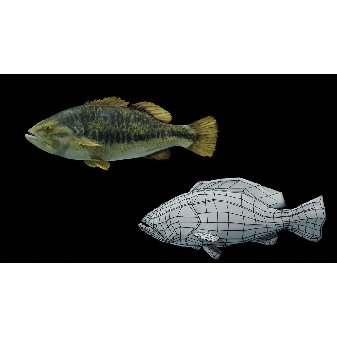 Animated Freshwater Fish 3D Model – Low Poly Game Ready, FBX, Blender - View 15