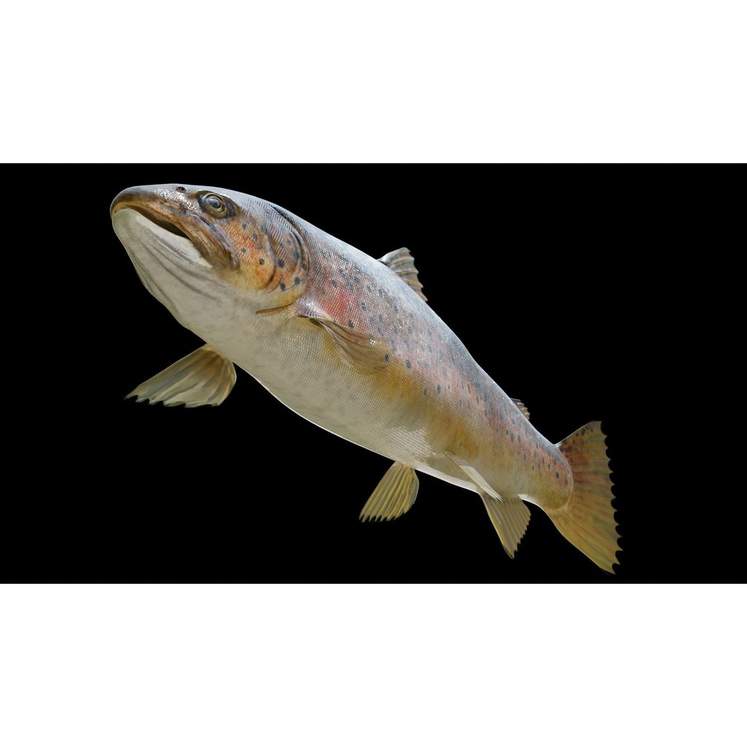 Animated Freshwater Fish 3D Model – Low Poly Game Ready, FBX, Blender - View 16