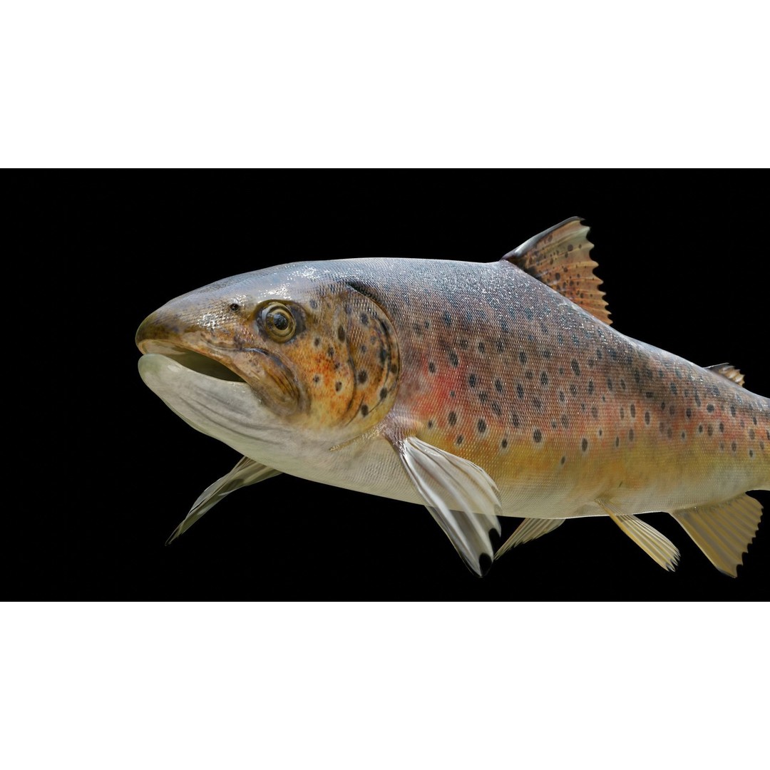 Animated Freshwater Fish 3D Model – Low Poly Game Ready, FBX, Blender - View 17