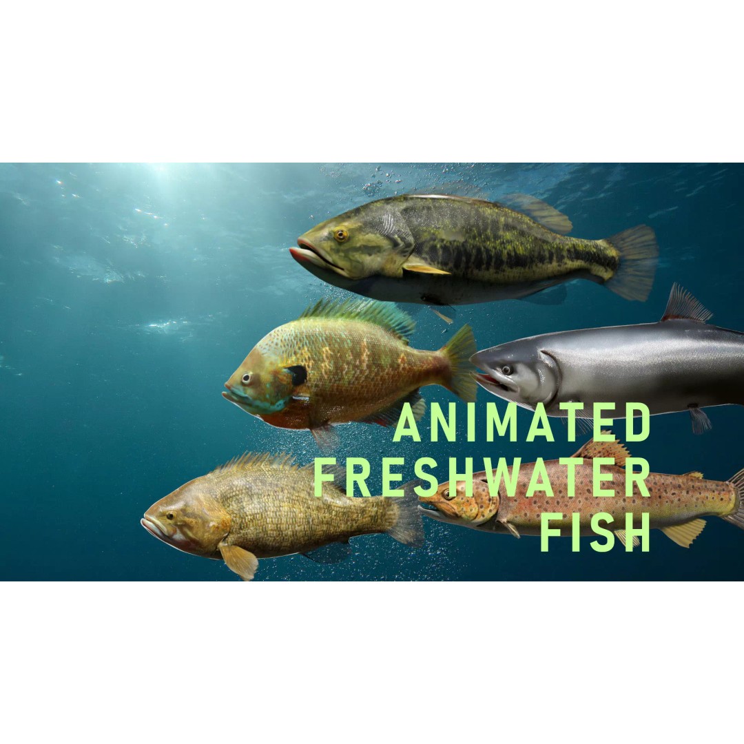 Animated Freshwater Fish 3D Model – Low Poly Game Ready, FBX, Blender - View 2