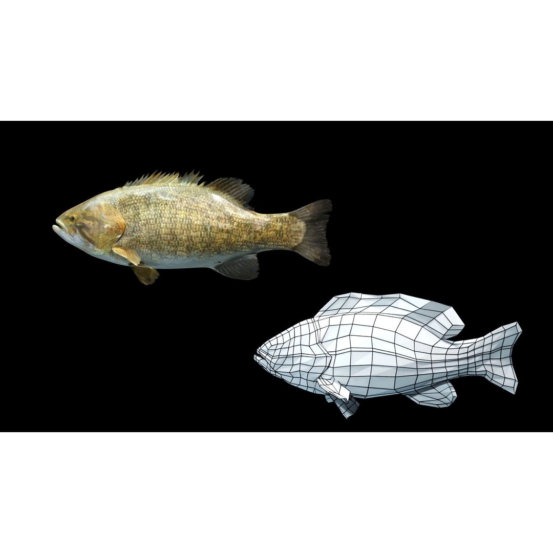 Animated Freshwater Fish 3D Model – Low Poly Game Ready, FBX, Blender - View 20