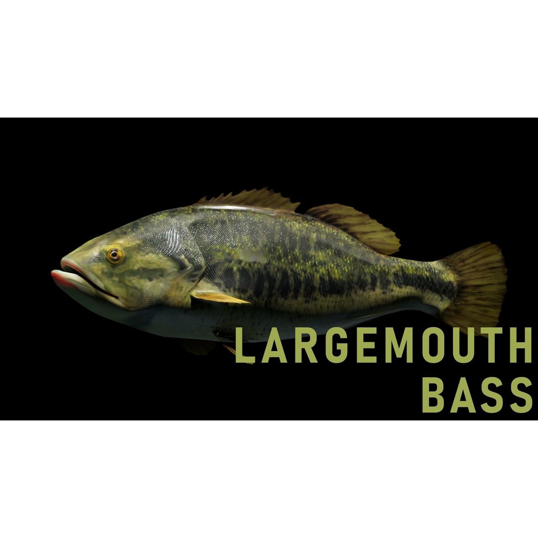 Animated Freshwater Fish 3D Model – Low Poly Game Ready, FBX, Blender - View 3