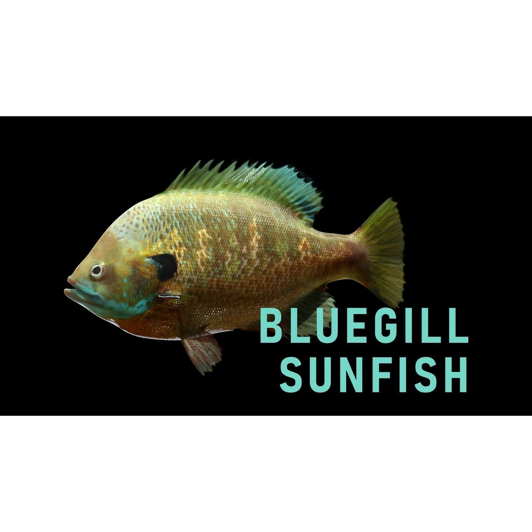 Animated Freshwater Fish 3D Model – Low Poly Game Ready, FBX, Blender - View 4