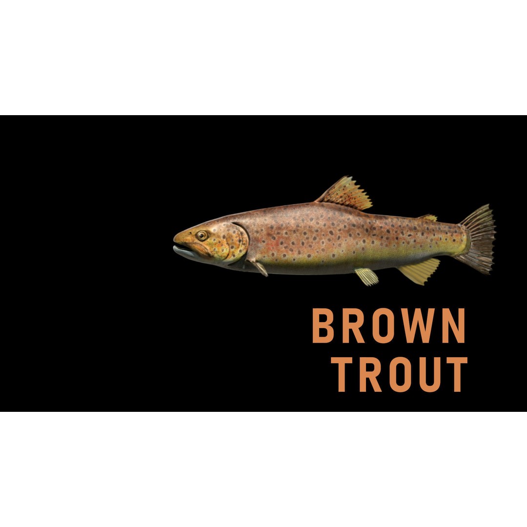 Animated Freshwater Fish 3D Model – Low Poly Game Ready, FBX, Blender - View 6
