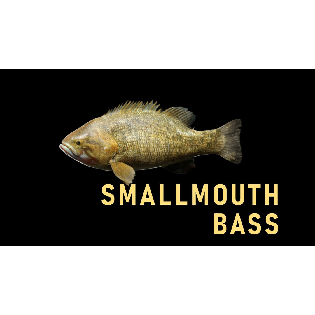 Animated Freshwater Fish 3D Model – Low Poly Game Ready, FBX, Blender - View 7