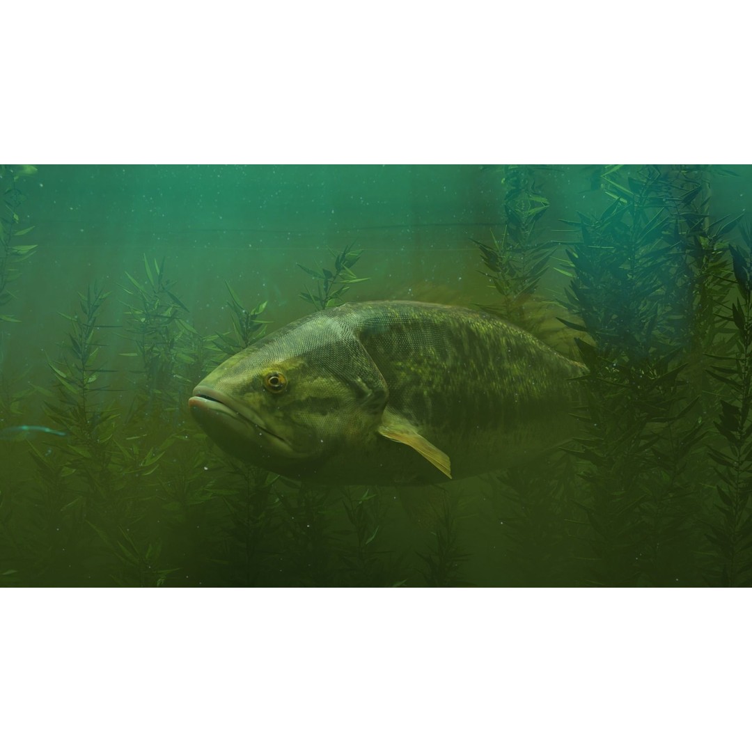 Animated Freshwater Fish 3D Model – Low Poly Game Ready, FBX, Blender - View 8