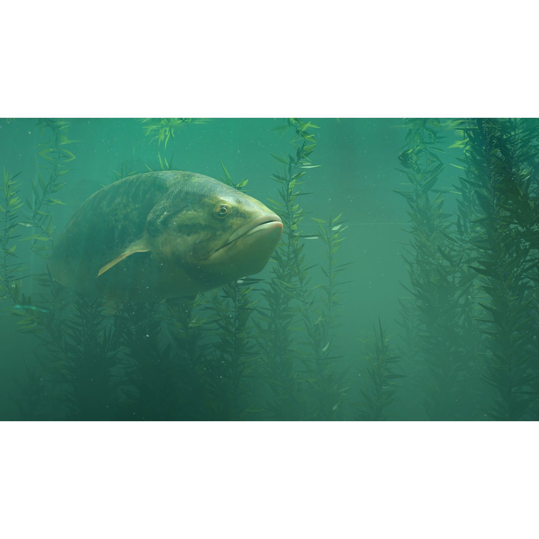 Animated Freshwater Fish 3D Model – Low Poly Game Ready, FBX, Blender - View 9