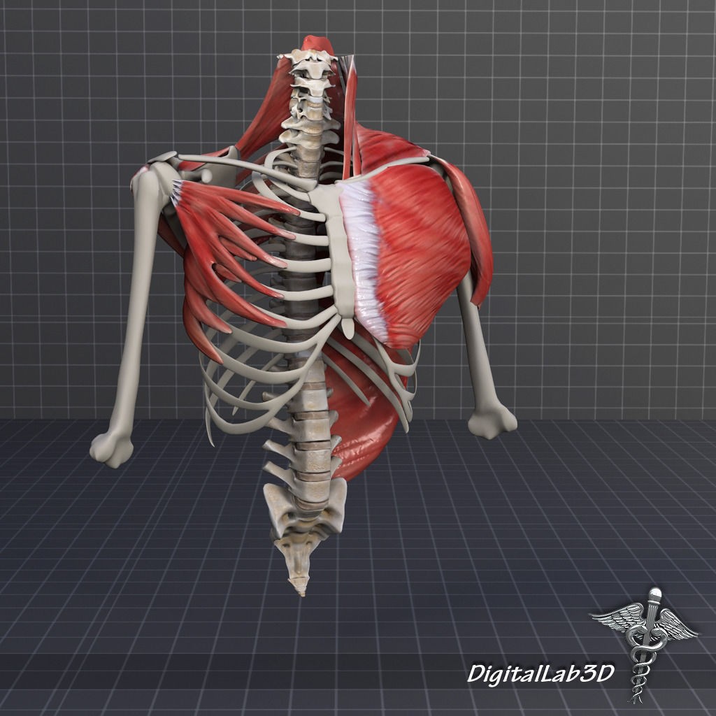 Human Upper Skeletal and Connecting Muscles 3D Model – Medical Presentation Asset, FBX, OBJ