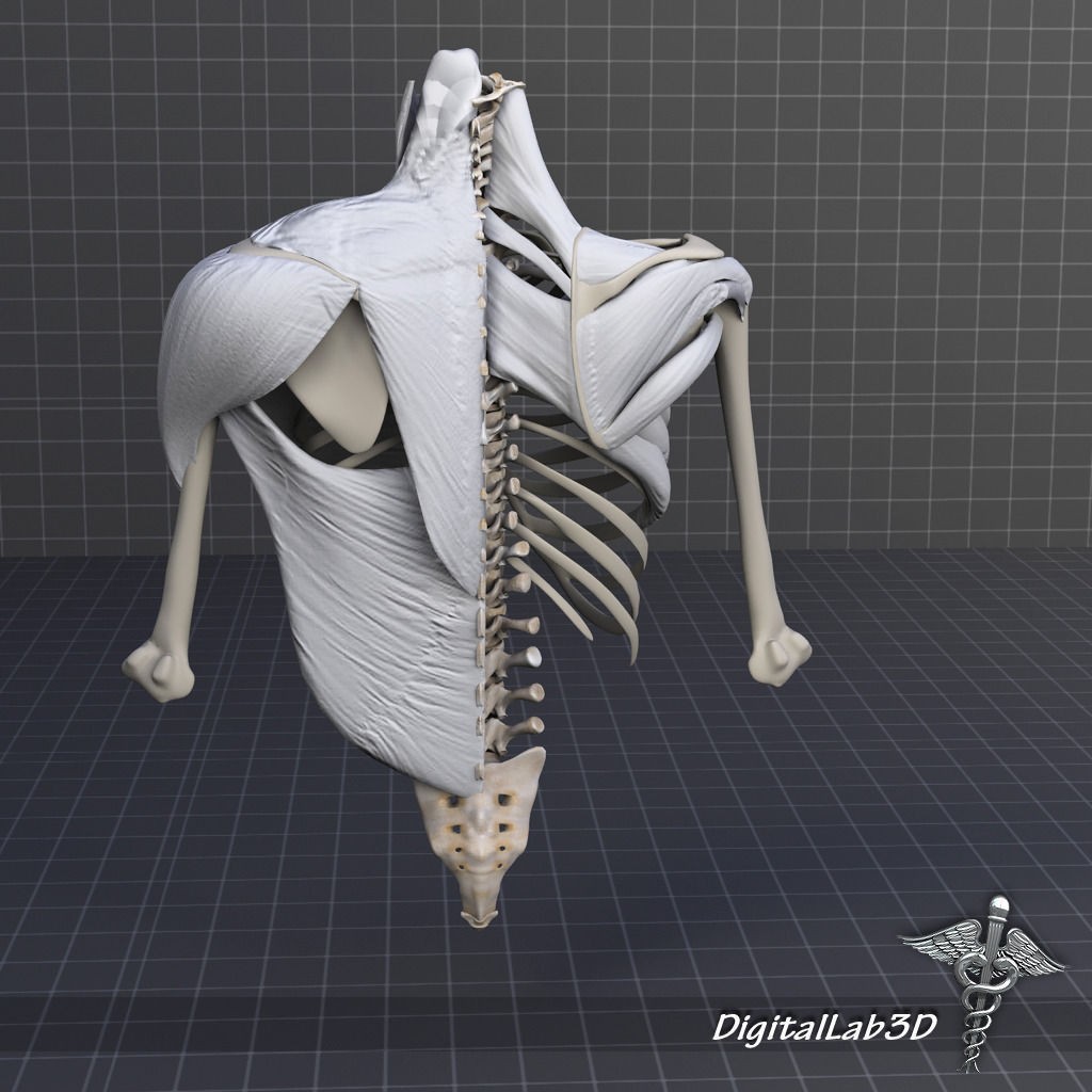 Human Upper Skeletal and Connecting Muscles 3D Model – Medical Presentation Asset, FBX, OBJ - View 10
