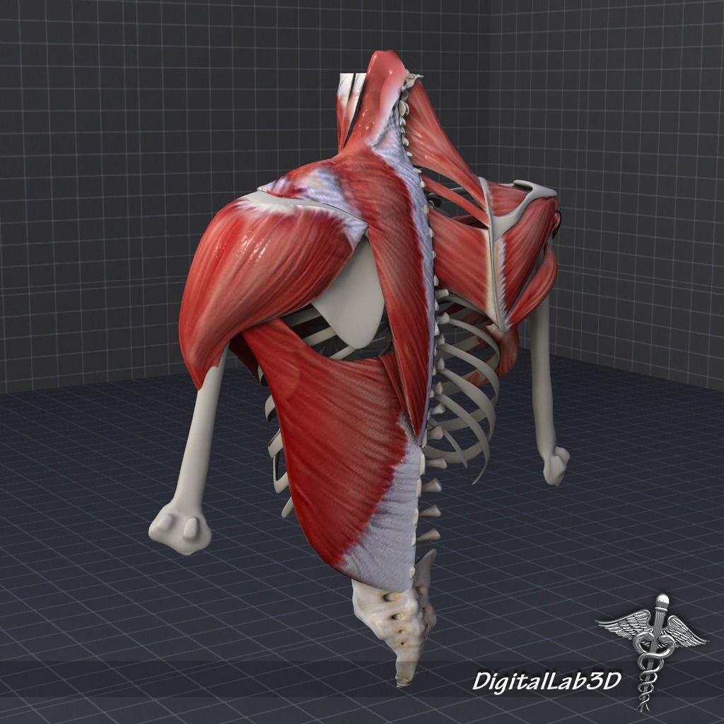 Human Upper Skeletal and Connecting Muscles 3D Model – Medical Presentation Asset, FBX, OBJ - View 11