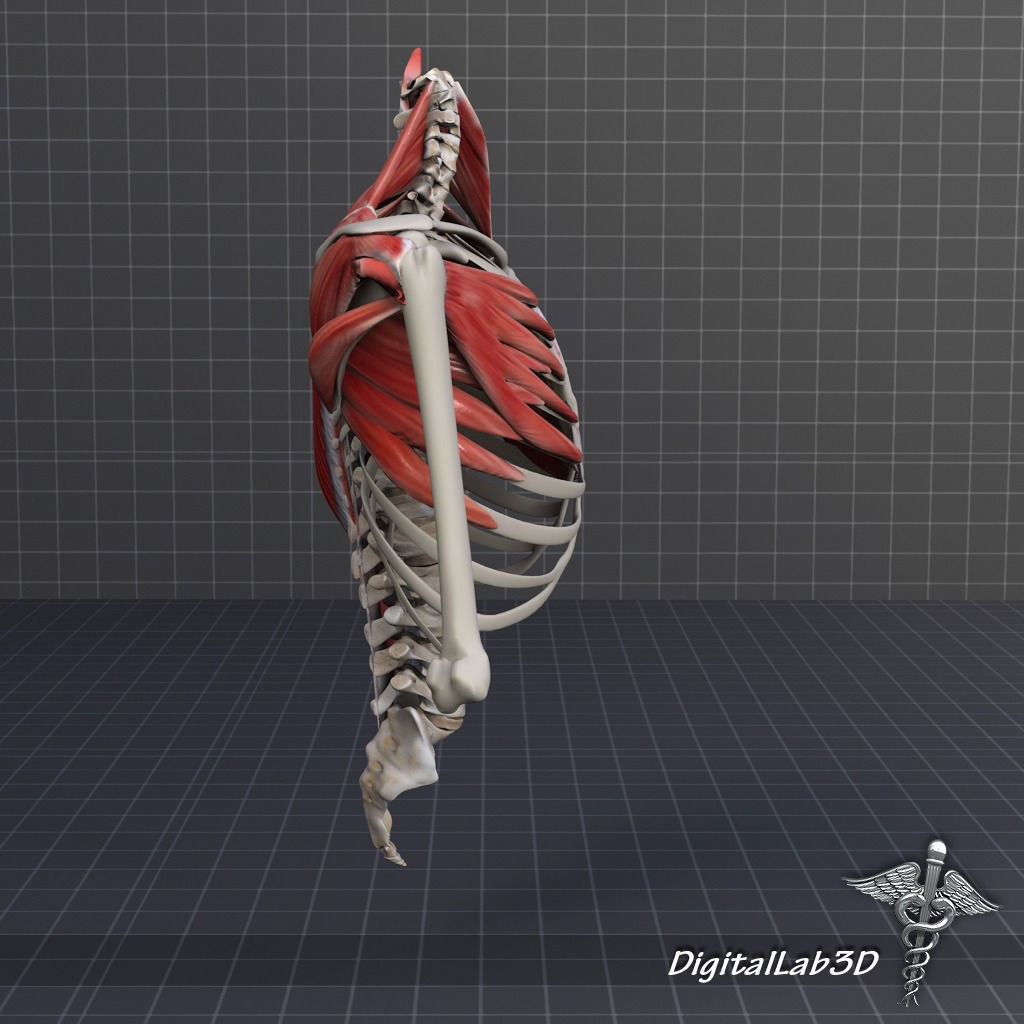 Human Upper Skeletal and Connecting Muscles 3D Model – Medical Presentation Asset, FBX, OBJ - View 12