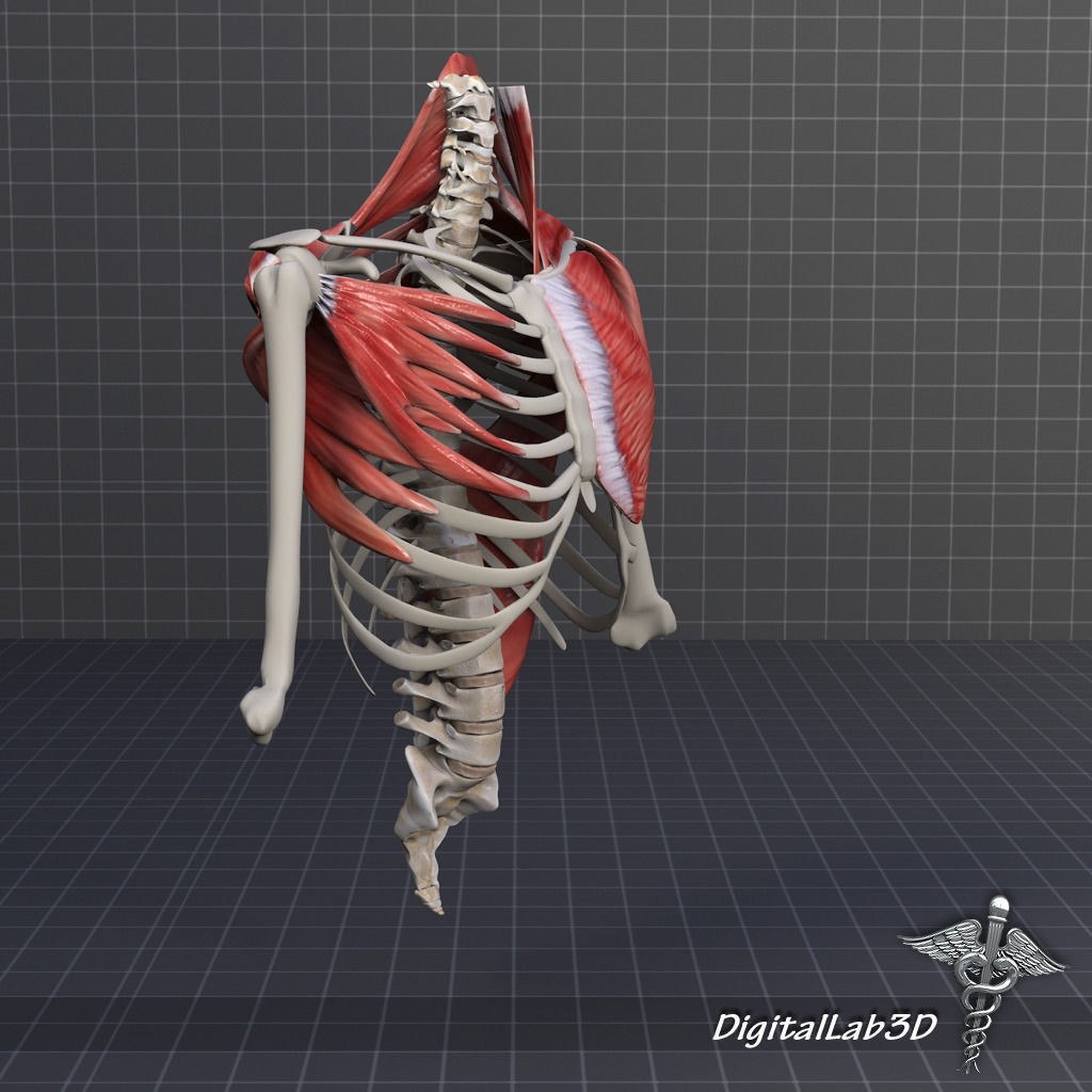 Human Upper Skeletal and Connecting Muscles 3D Model – Medical Presentation Asset, FBX, OBJ - View 13