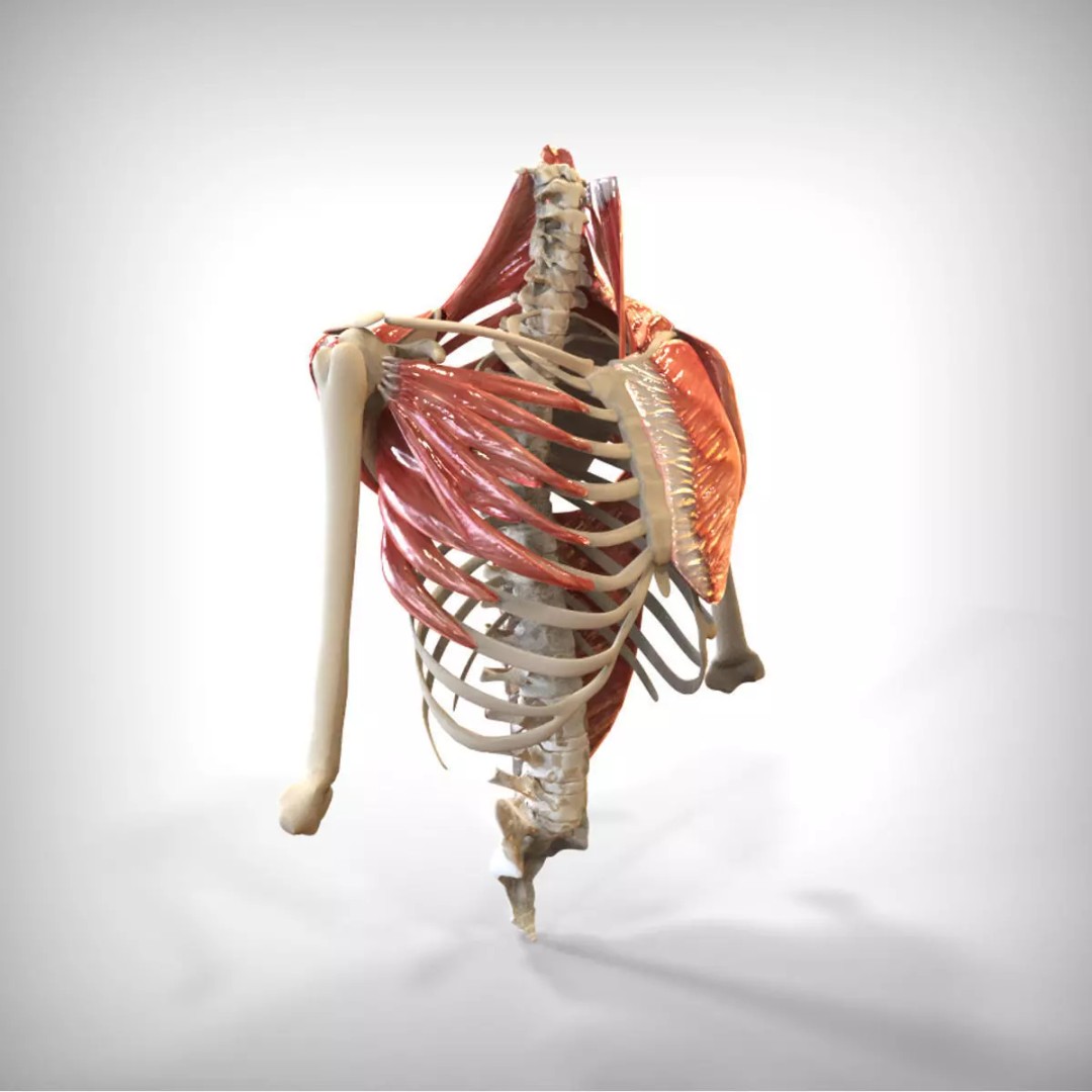 Human Upper Skeletal and Connecting Muscles 3D Model – Medical Presentation Asset, FBX, OBJ - View 2