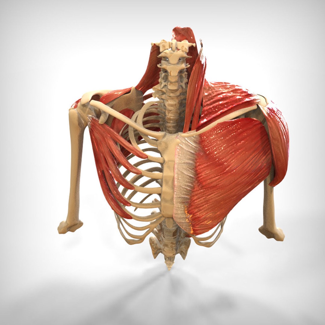 Human Upper Skeletal and Connecting Muscles 3D Model – Medical Presentation Asset, FBX, OBJ - View 3