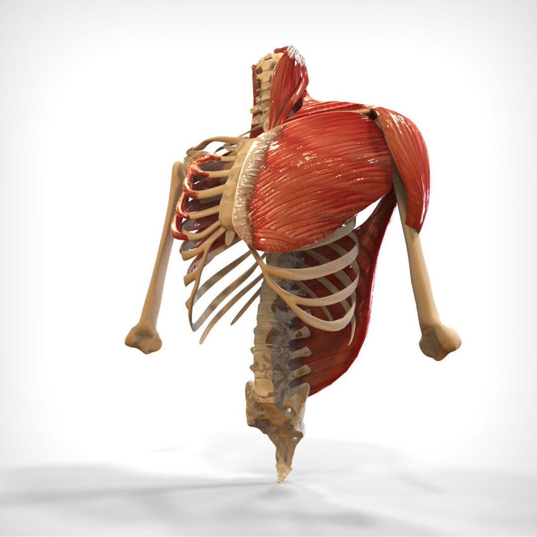Human Upper Skeletal and Connecting Muscles 3D Model – Medical Presentation Asset, FBX, OBJ - View 4