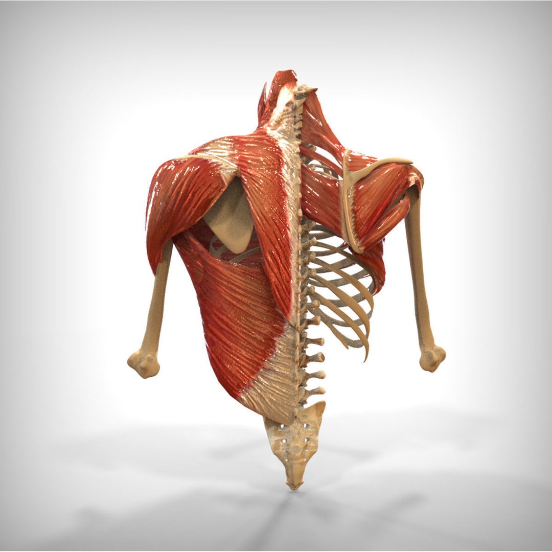 Human Upper Skeletal and Connecting Muscles 3D Model – Medical Presentation Asset, FBX, OBJ - View 5