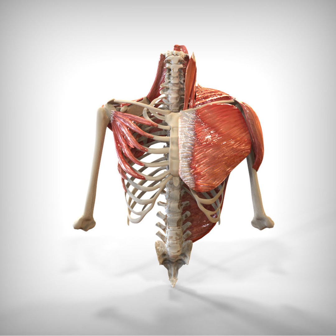 Human Upper Skeletal and Connecting Muscles 3D Model – Medical Presentation Asset, FBX, OBJ - View 6