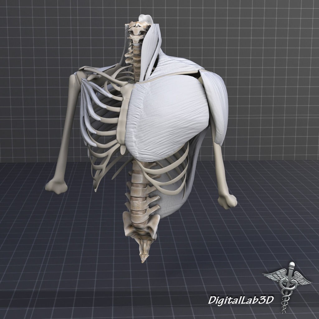 Human Upper Skeletal and Connecting Muscles 3D Model – Medical Presentation Asset, FBX, OBJ - View 7