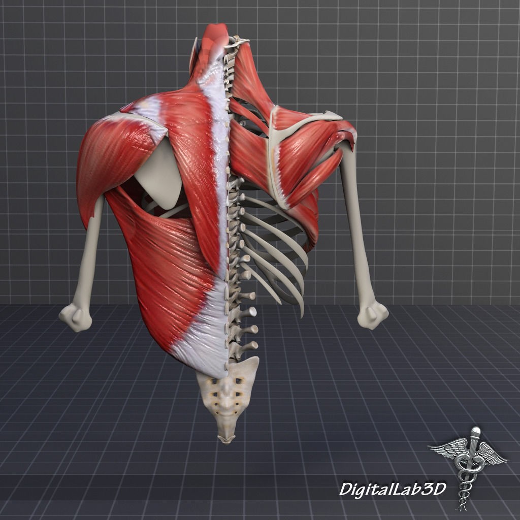 Human Upper Skeletal and Connecting Muscles 3D Model – Medical Presentation Asset, FBX, OBJ - View 8