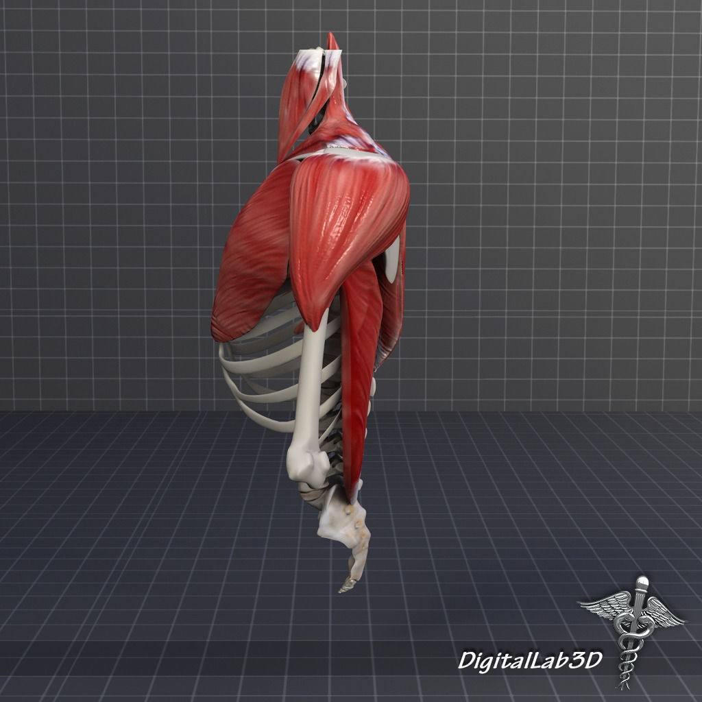Human Upper Skeletal and Connecting Muscles 3D Model – Medical Presentation Asset, FBX, OBJ - View 9