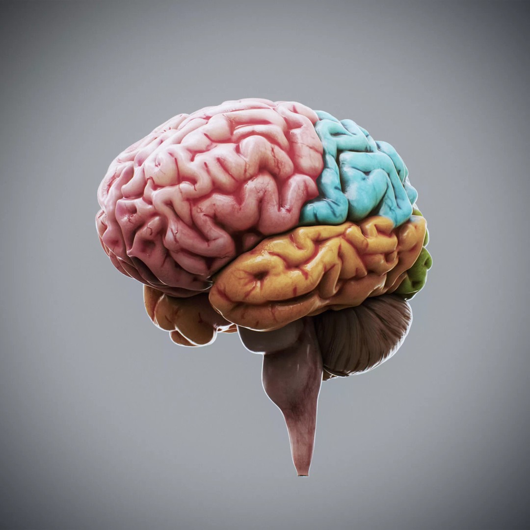 Human Female Internal Organs 3D Model – Anatomically Accurate, PBR Textured