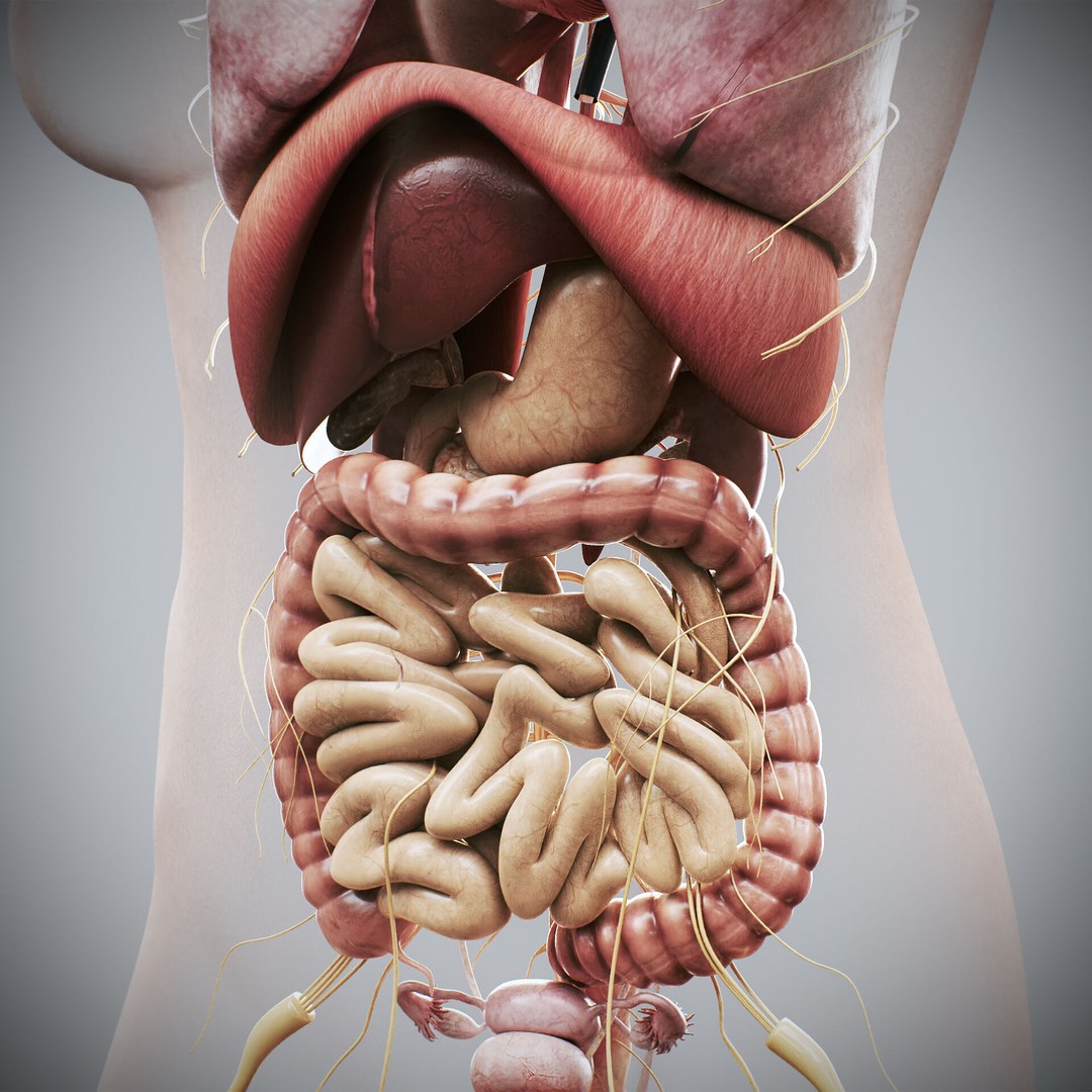 Human Female Internal Organs 3D Model – Anatomically Accurate, PBR Textured - View 10