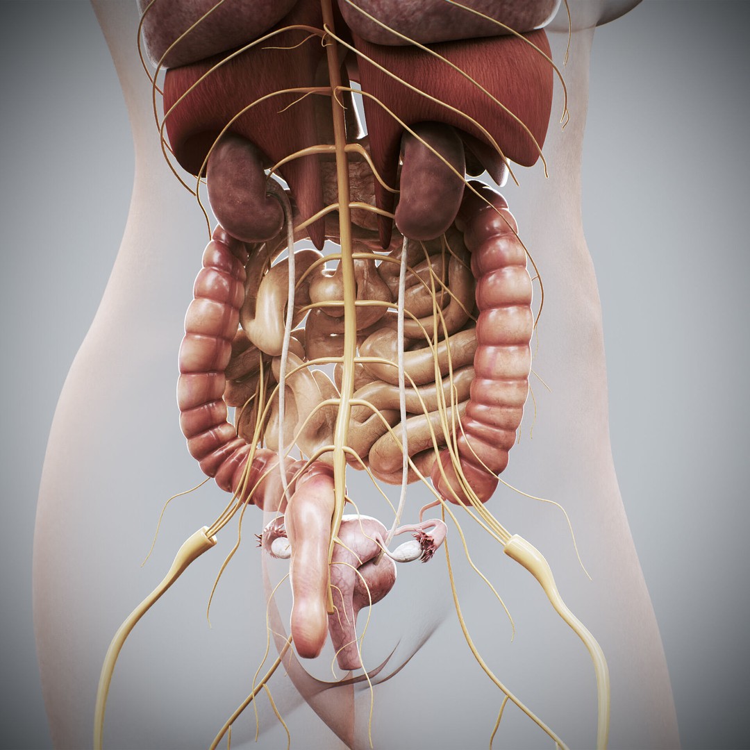 Human Female Internal Organs 3D Model – Anatomically Accurate, PBR Textured - View 11