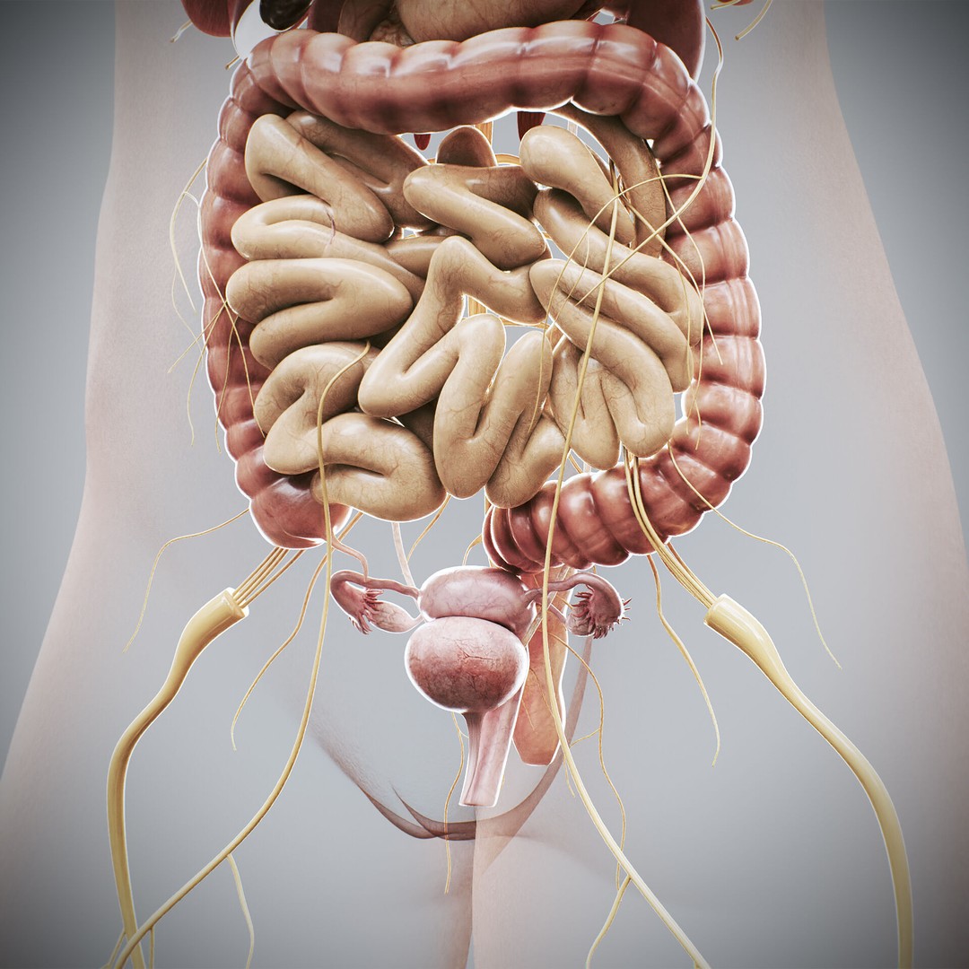 Human Female Internal Organs 3D Model – Anatomically Accurate, PBR Textured - View 12