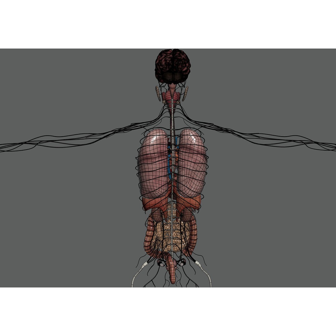 Human Female Internal Organs 3D Model – Anatomically Accurate, PBR Textured - View 13