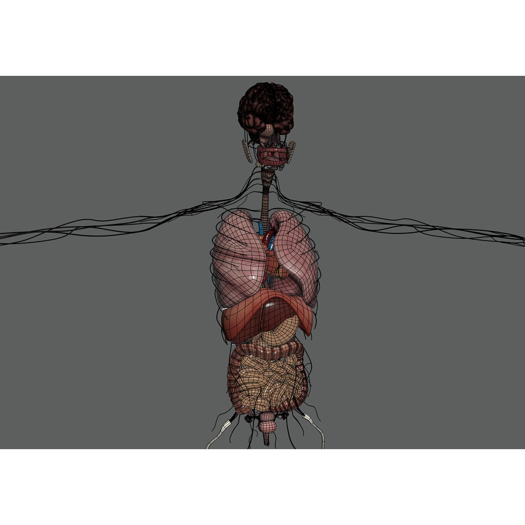 Human Female Internal Organs 3D Model – Anatomically Accurate, PBR Textured - View 14