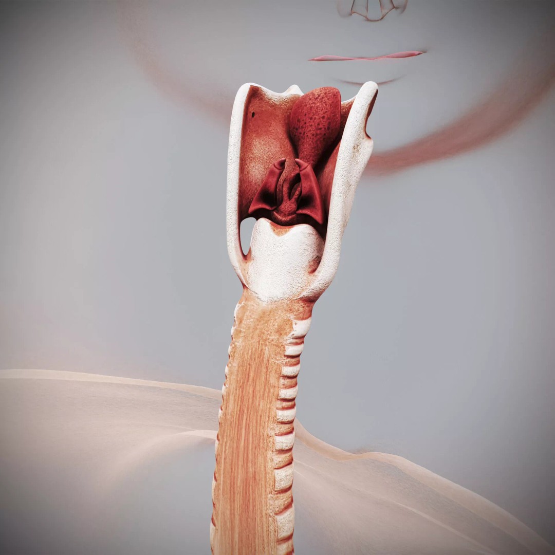 Human Female Internal Organs 3D Model – Anatomically Accurate, PBR Textured - View 15