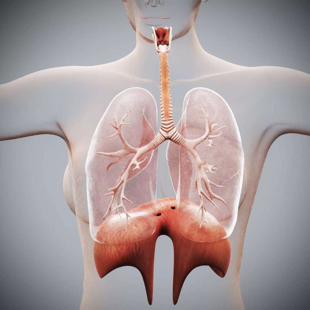 Human Female Internal Organs 3D Model – Anatomically Accurate, PBR Textured - View 16