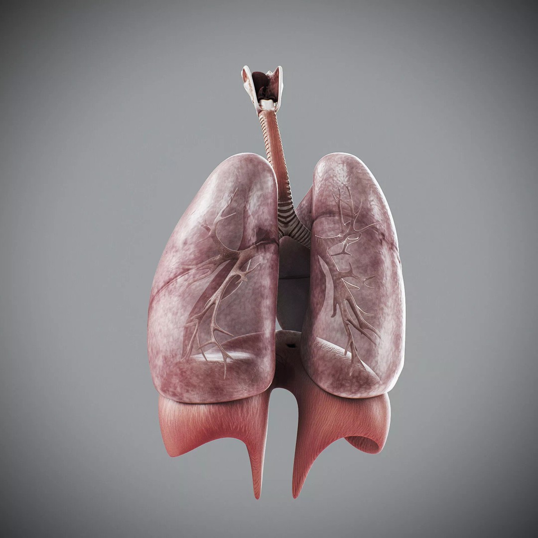 Human Female Internal Organs 3D Model – Anatomically Accurate, PBR Textured - View 17