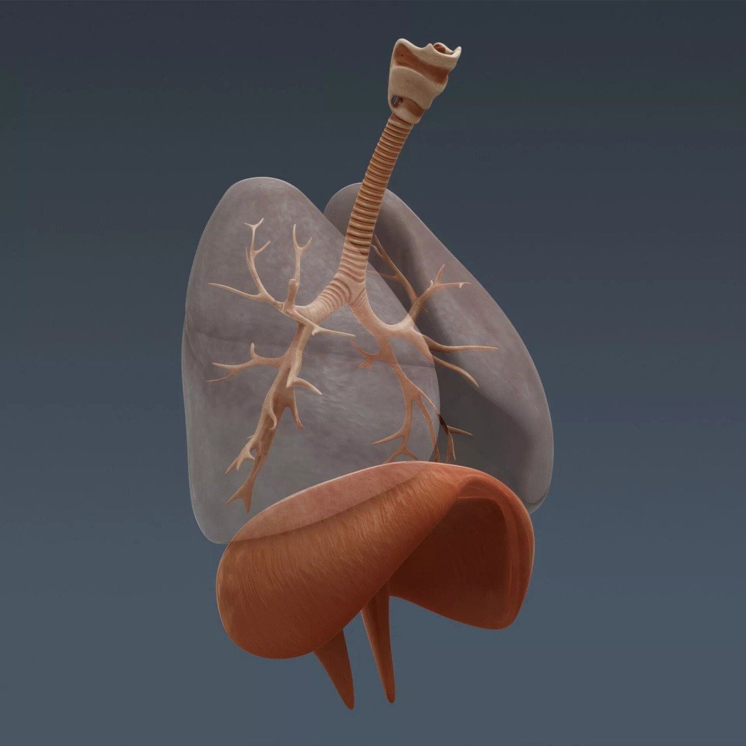 Human Female Internal Organs 3D Model – Anatomically Accurate, PBR Textured - View 18