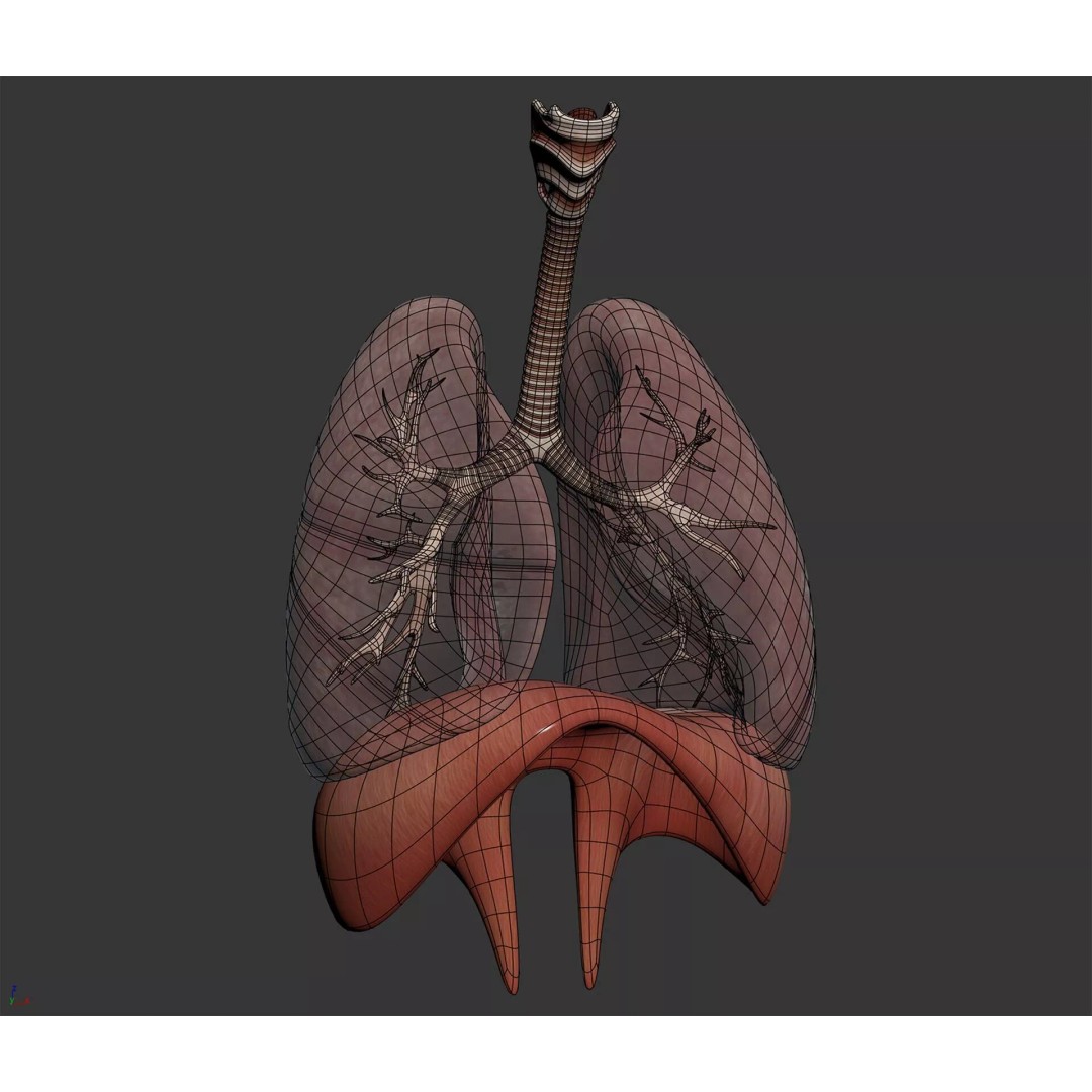 Human Female Internal Organs 3D Model – Anatomically Accurate, PBR Textured - View 19