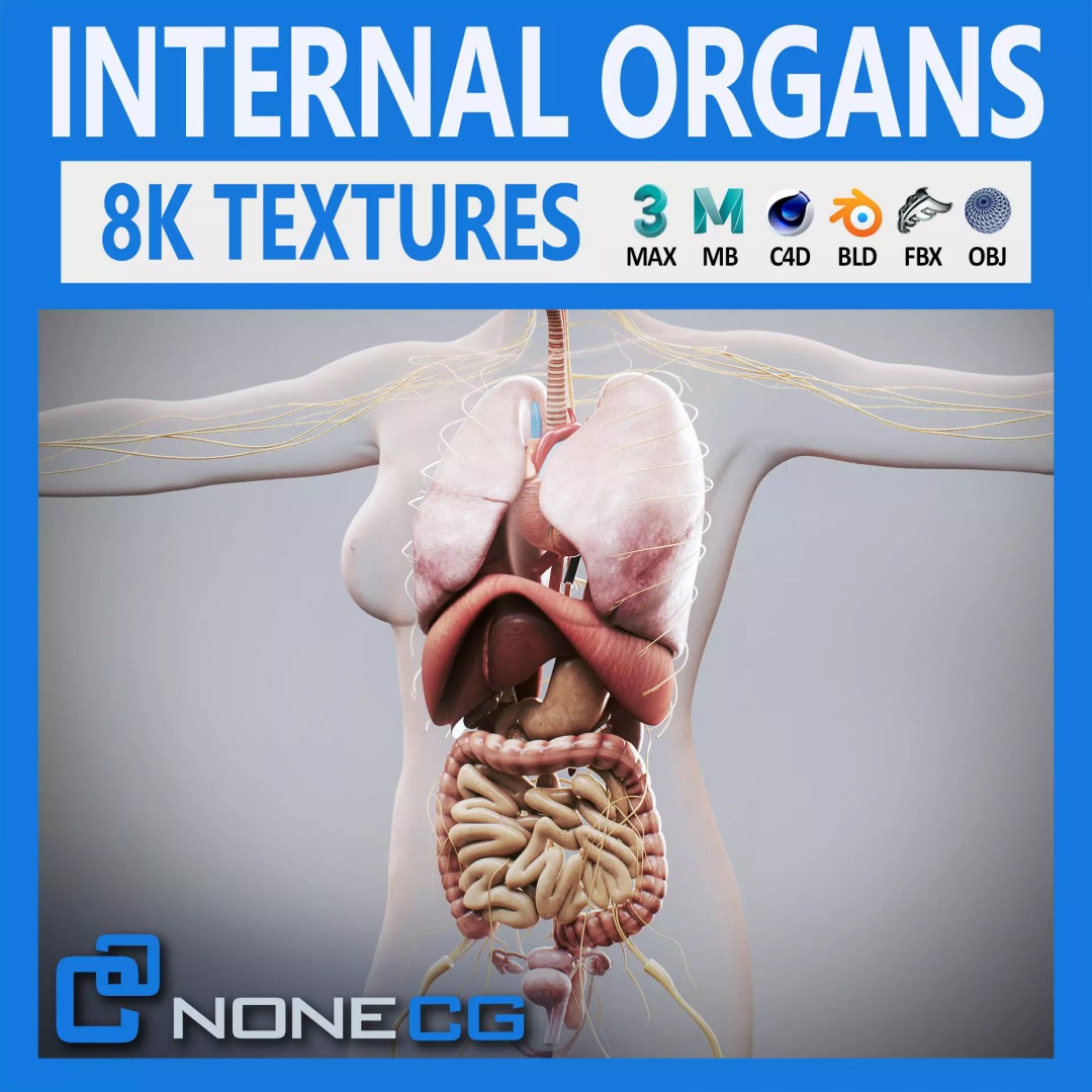 Human Female Internal Organs 3D Model – Anatomically Accurate, PBR Textured - View 2