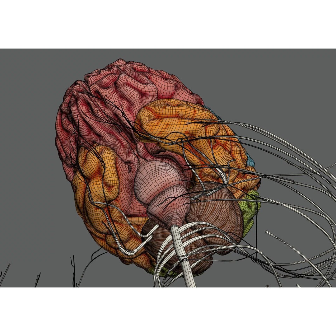 Human Female Internal Organs 3D Model – Anatomically Accurate, PBR Textured - View 20