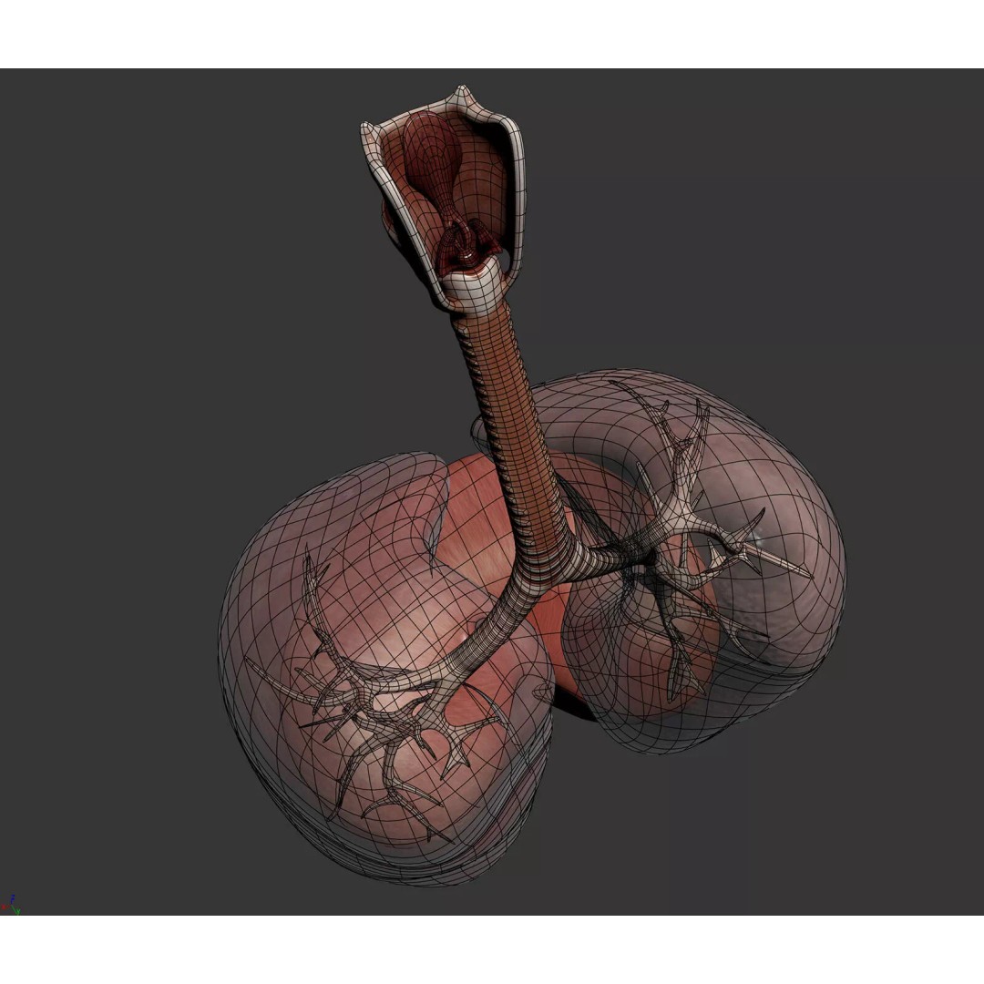 Human Female Internal Organs 3D Model – Anatomically Accurate, PBR Textured - View 21