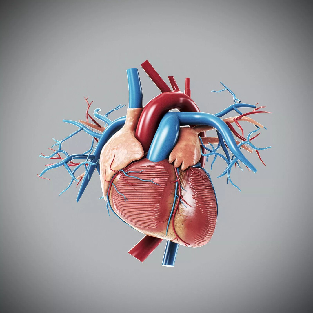 Human Female Internal Organs 3D Model – Anatomically Accurate, PBR Textured - View 22