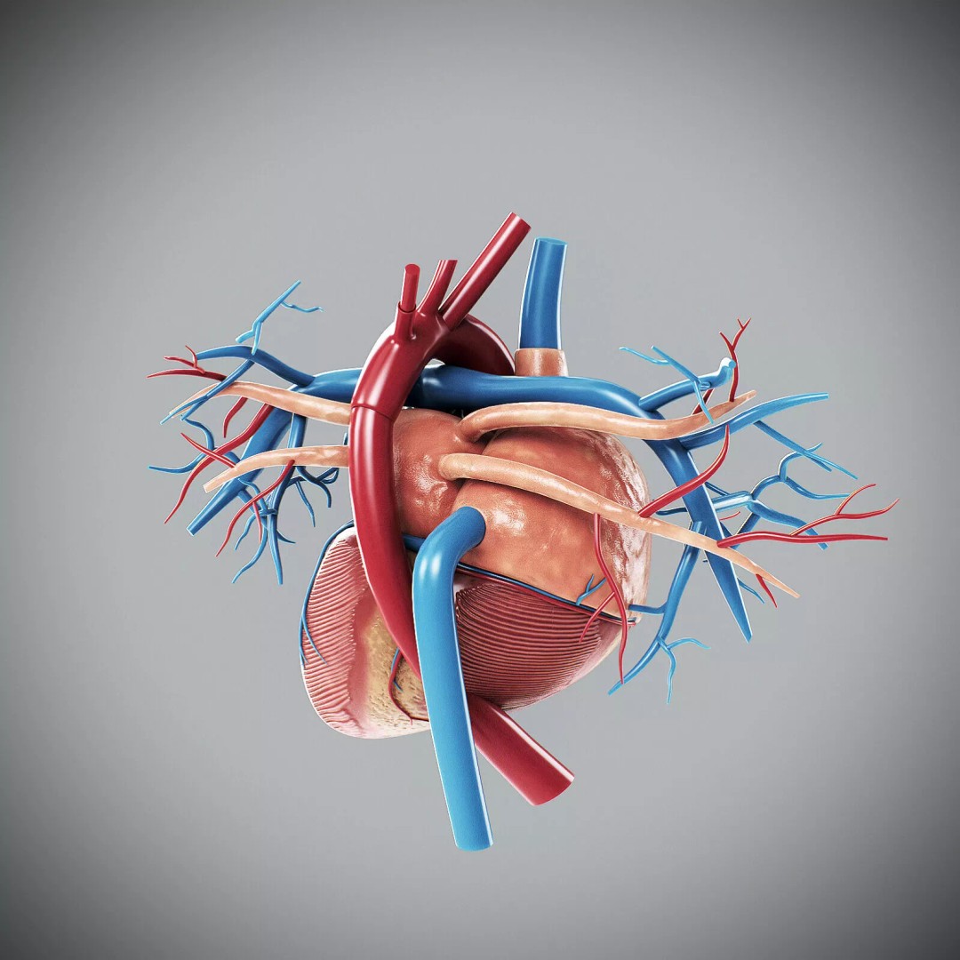 Human Female Internal Organs 3D Model – Anatomically Accurate, PBR Textured - View 23